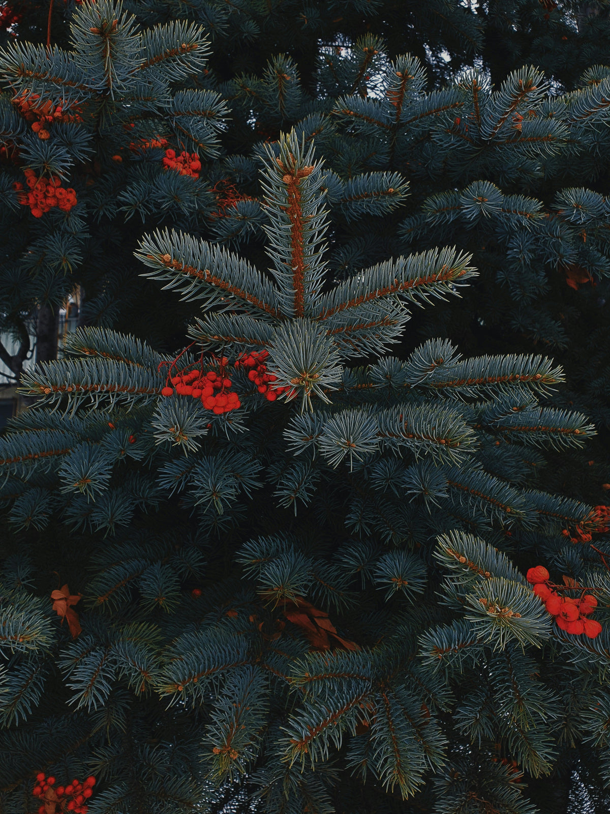 Holiday Berry 20 oz Liquid Hand Soap