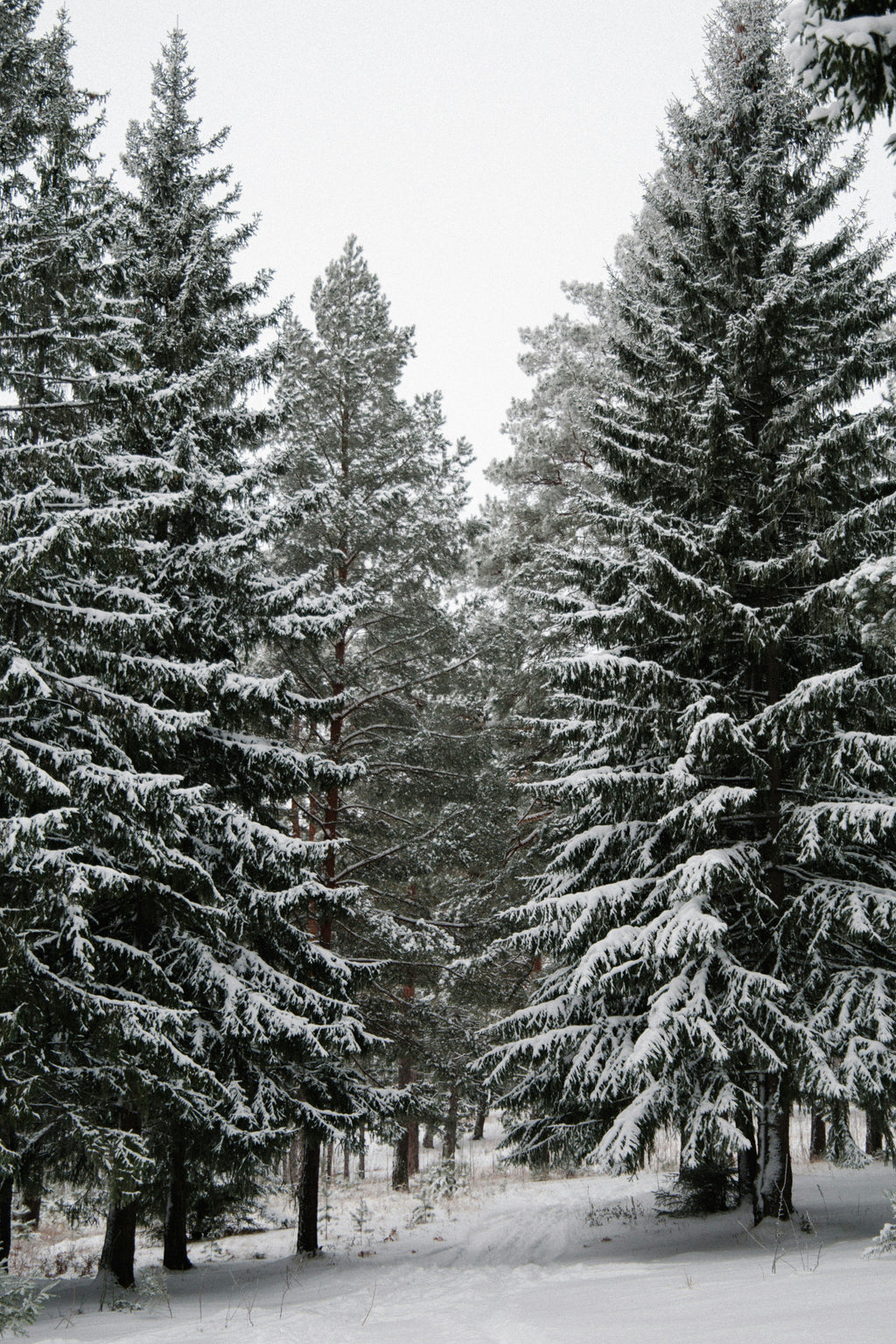 Winter Pine 110 ml Reed Diffuser