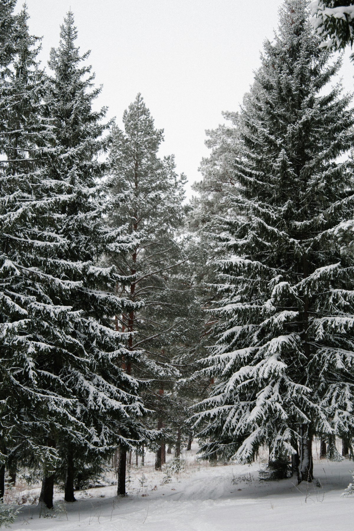 Winter Pine 120 ml Reed Diffuser